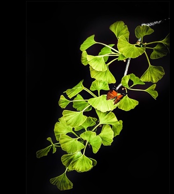Image du forum la phytothérapie, médecine de toute la famille
