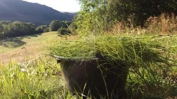 Image du forum Rituel de consécration des plantes