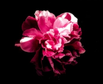 Image du forum Les belles en A