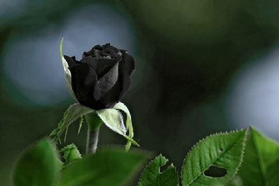 Image du forum Les rituels noirs